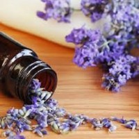 LAVENDER OIL