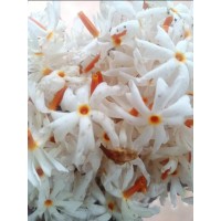 Parijaat Absolute Oil