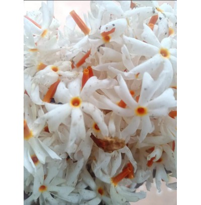 Parijaat Absolute Oil