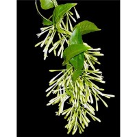 Night Queen Absolute Oil