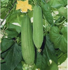 Luffa Cylindrica Oil