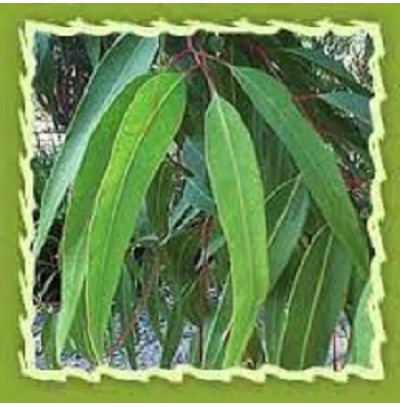 Citriodora Oil