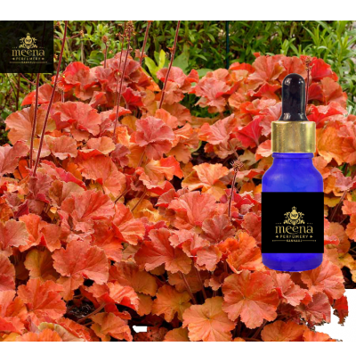 Amber Oil