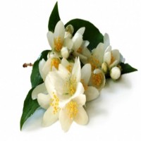 JASMINE OIL