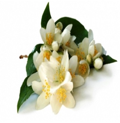 ARABIAN JASMINE ABSOLUTE