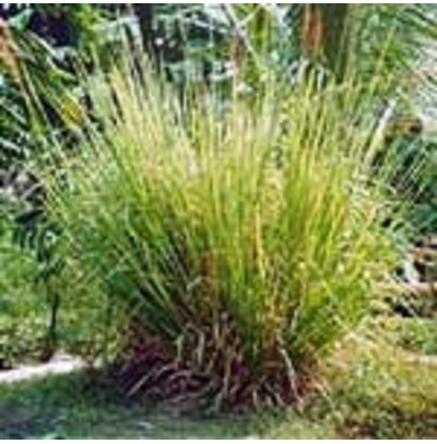 VETIVER WATER