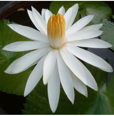 White Lotur Attar