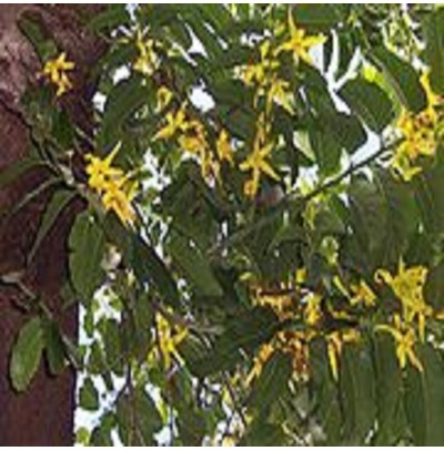 Ylang Ylang Oil (Cananga)